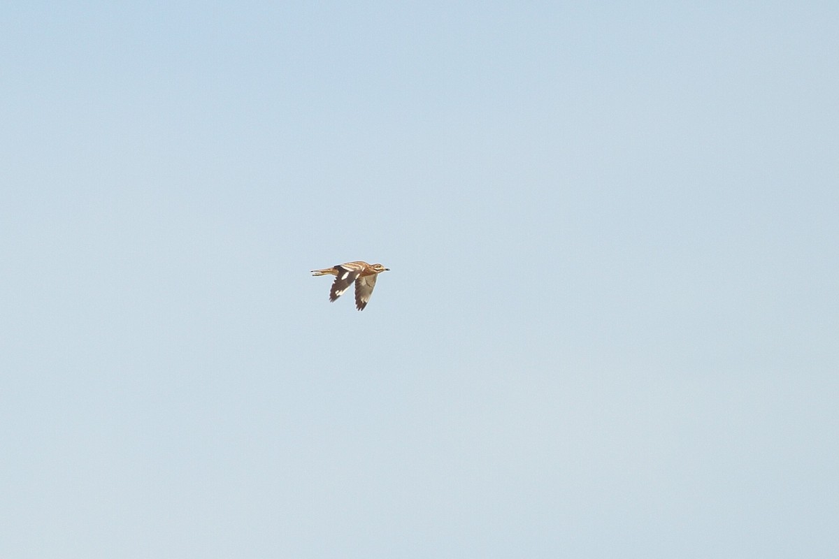 Eurasian Thick-knee - ML618215914