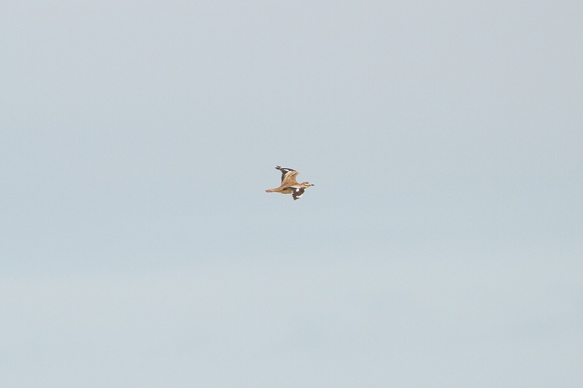 Eurasian Thick-knee - ML618215916