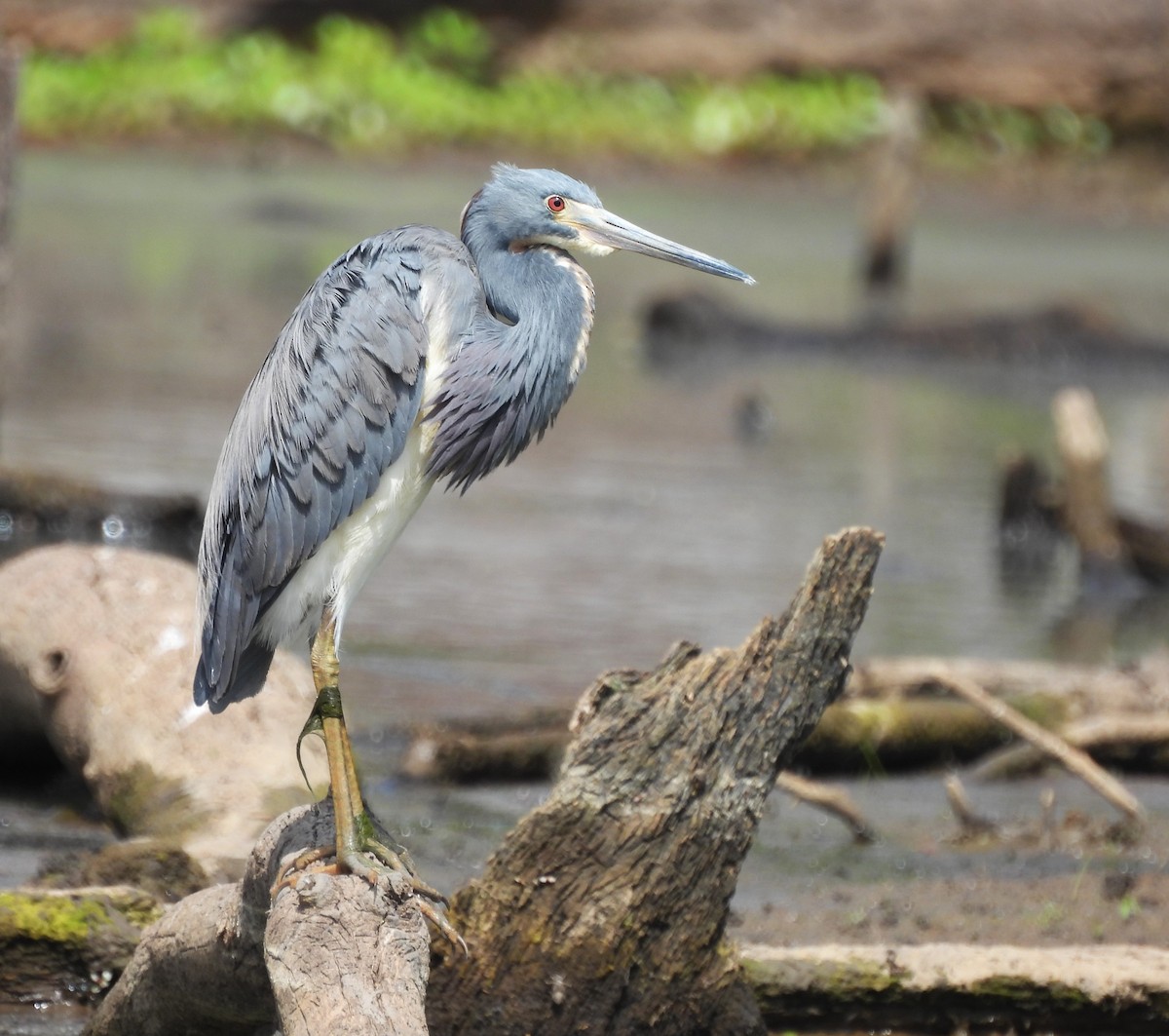 Tricolored Heron - Michelle Forte