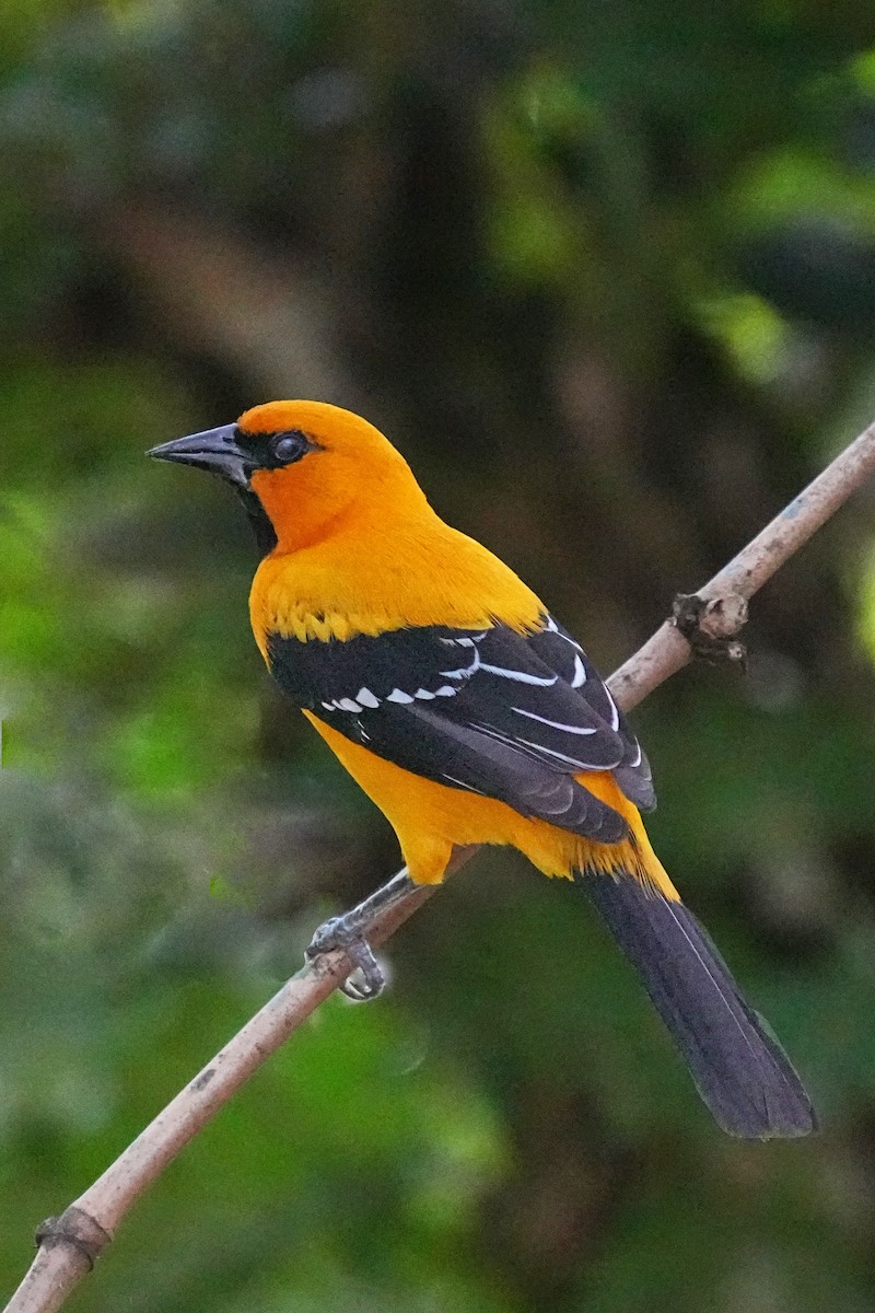 Yellow Oriole - Alan Lenk