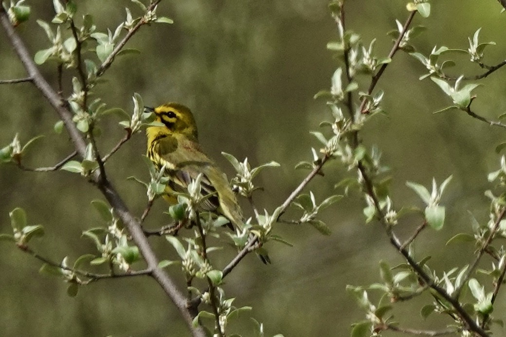 Prairie Warbler - Kris Starke