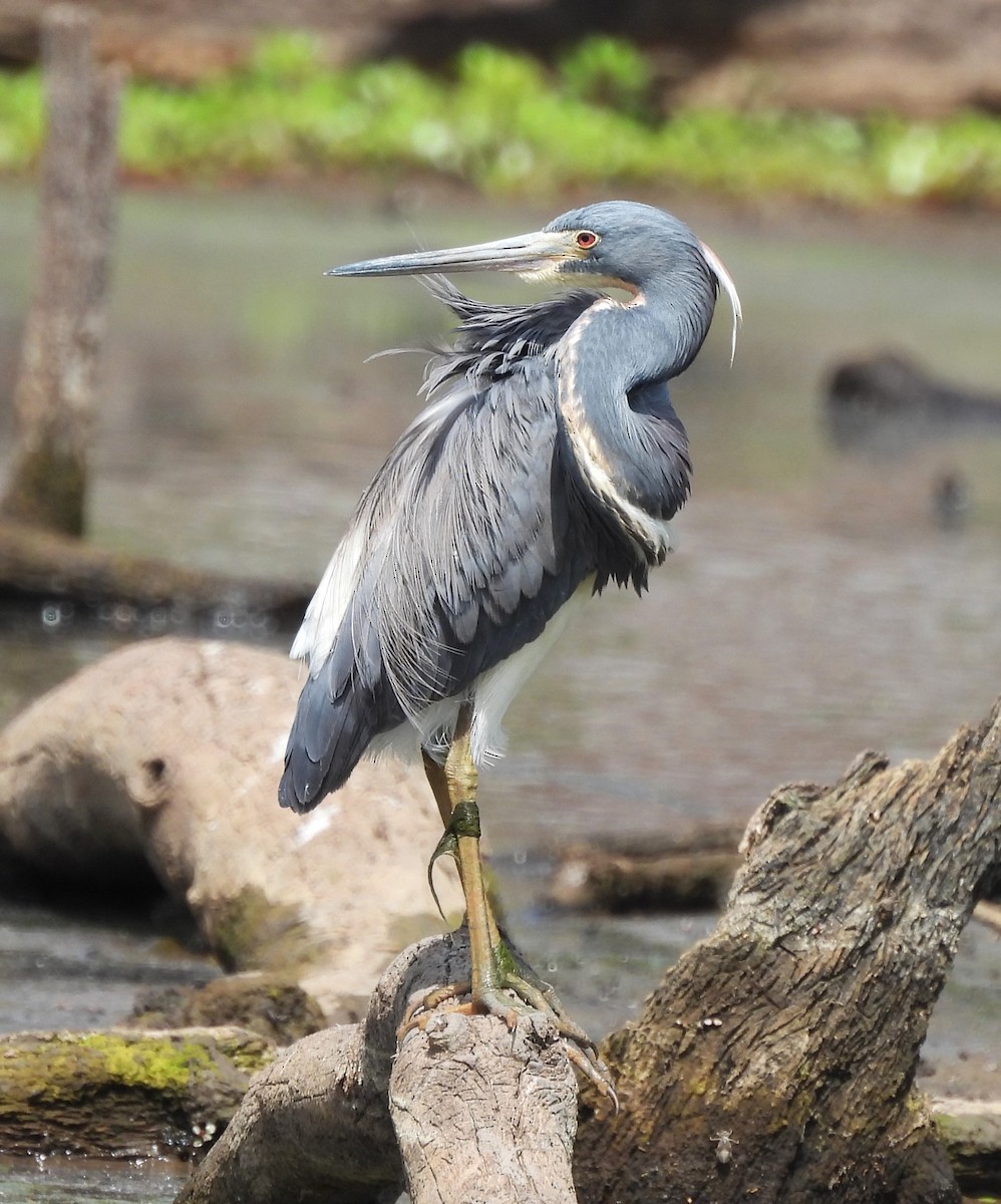 Tricolored Heron - Michelle Forte