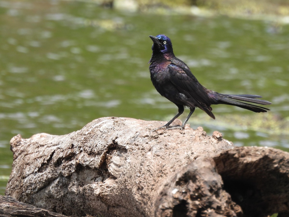 Common Grackle - ML618215934