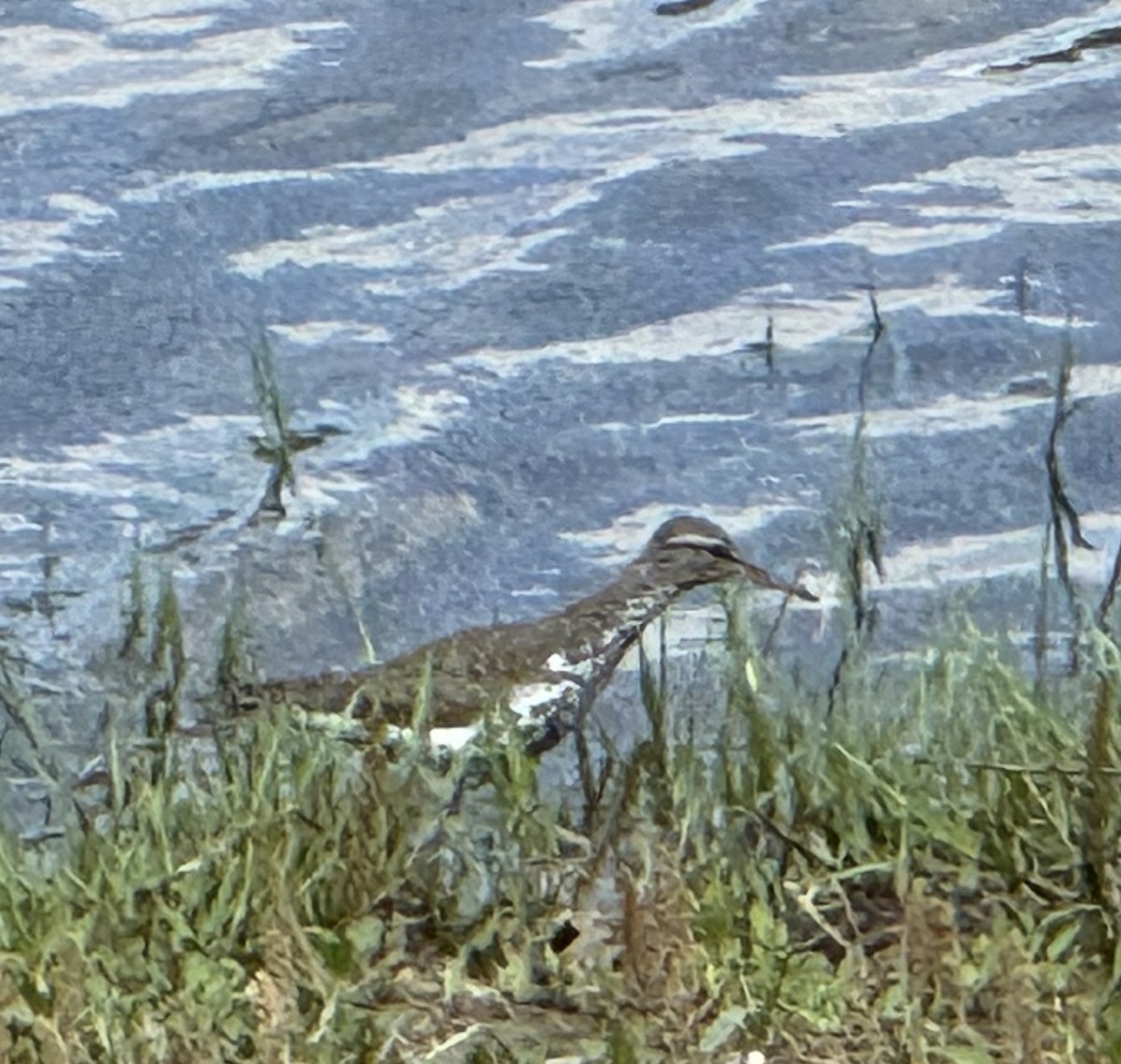 Spotted Sandpiper - Julie Miller-Cribbs