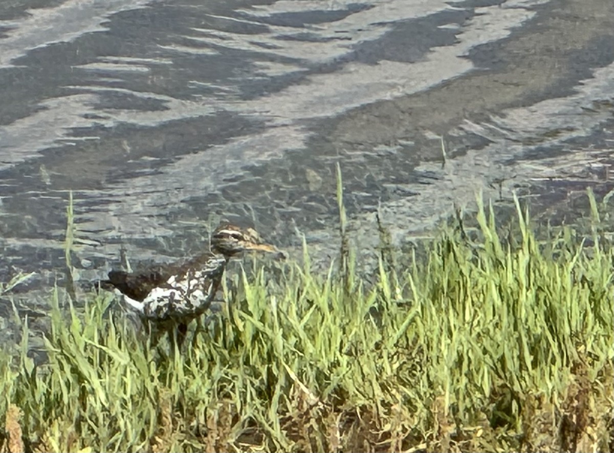 Spotted Sandpiper - Julie Miller-Cribbs