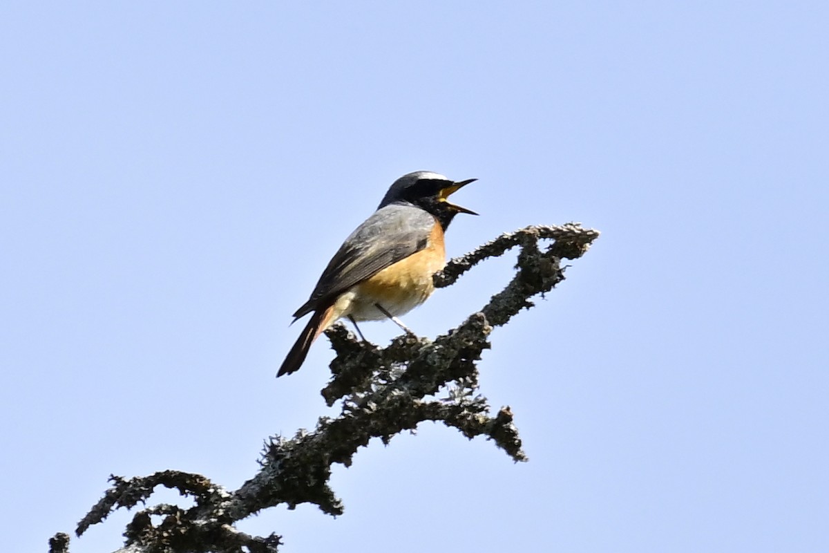 Common Redstart - ML618215945