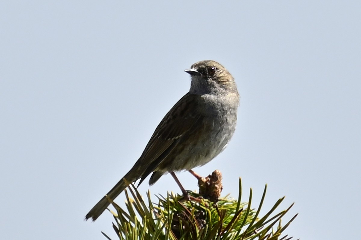 Dunnock - ML618215973