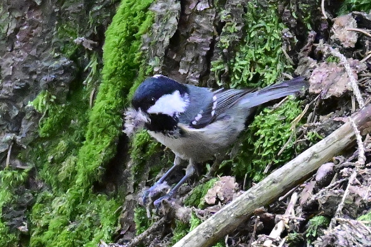 Coal Tit - ML618215986