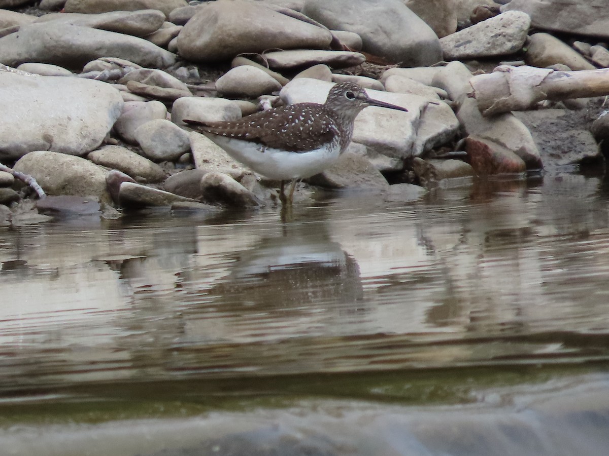 Solitary Sandpiper - Debra Ferguson