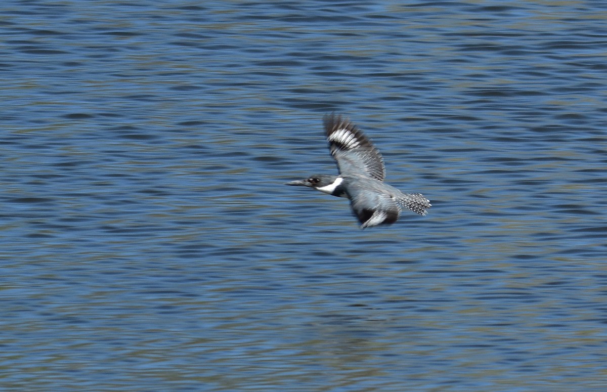 Belted Kingfisher - Dean Hester