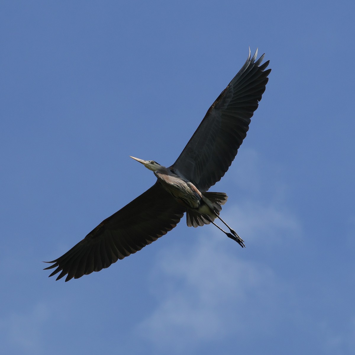 Great Blue Heron - Deborah H