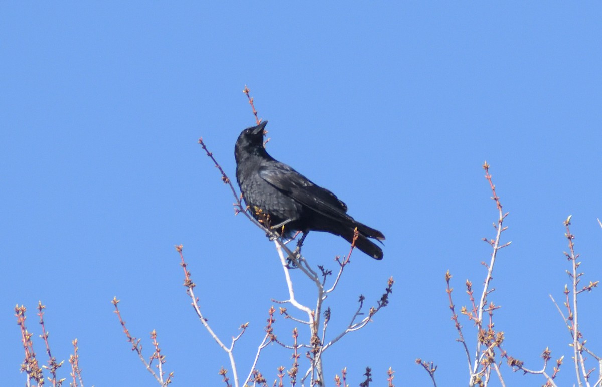 American Crow - Robert Tonge