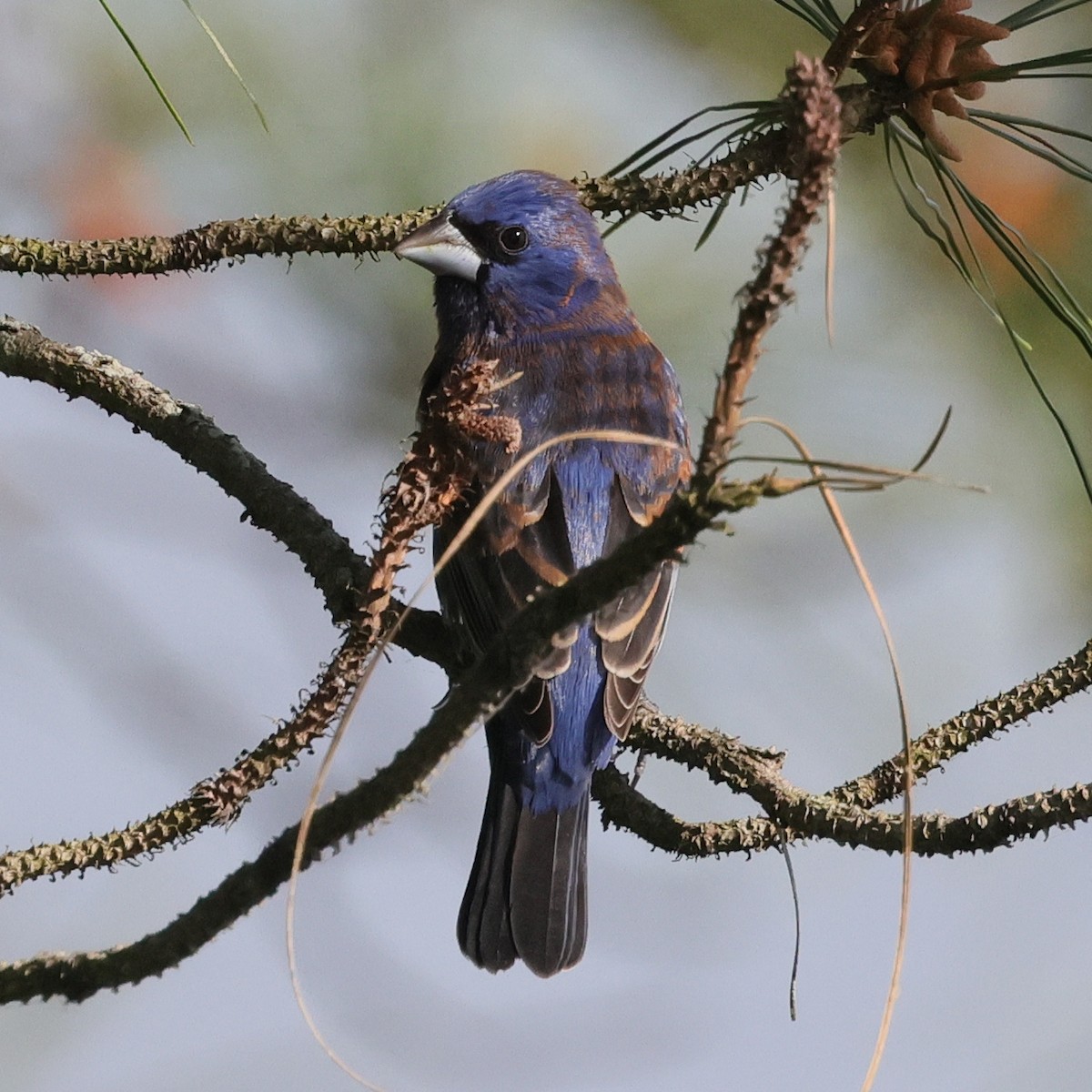 Blue Grosbeak - Deborah H