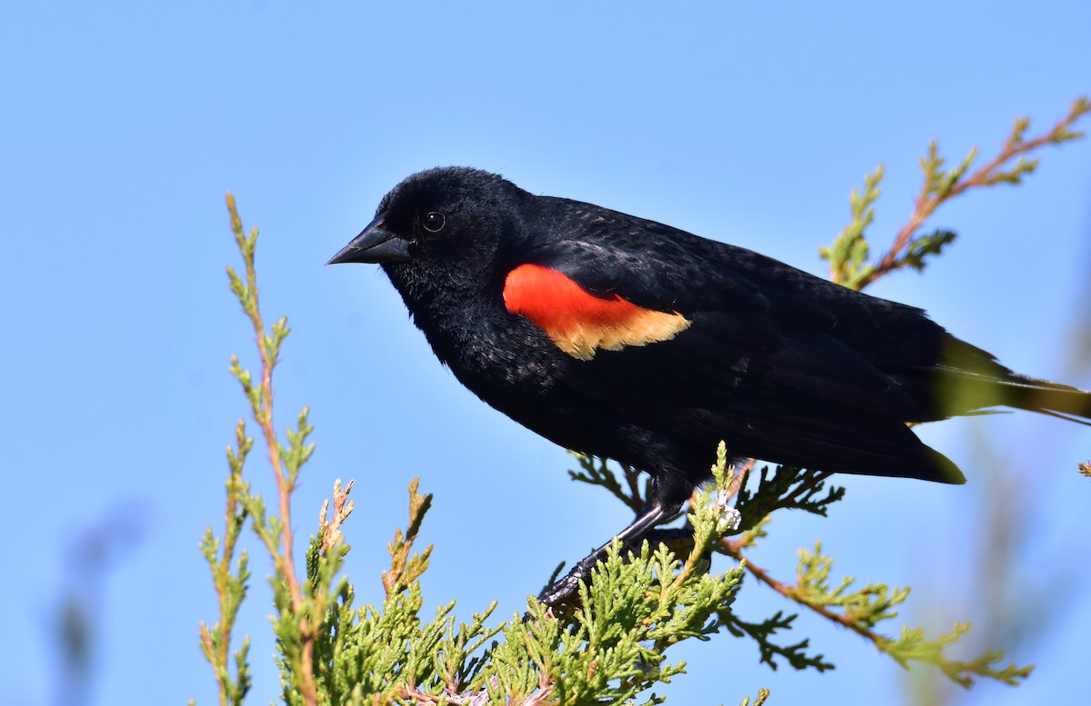 Red-winged Blackbird - Dean Hester