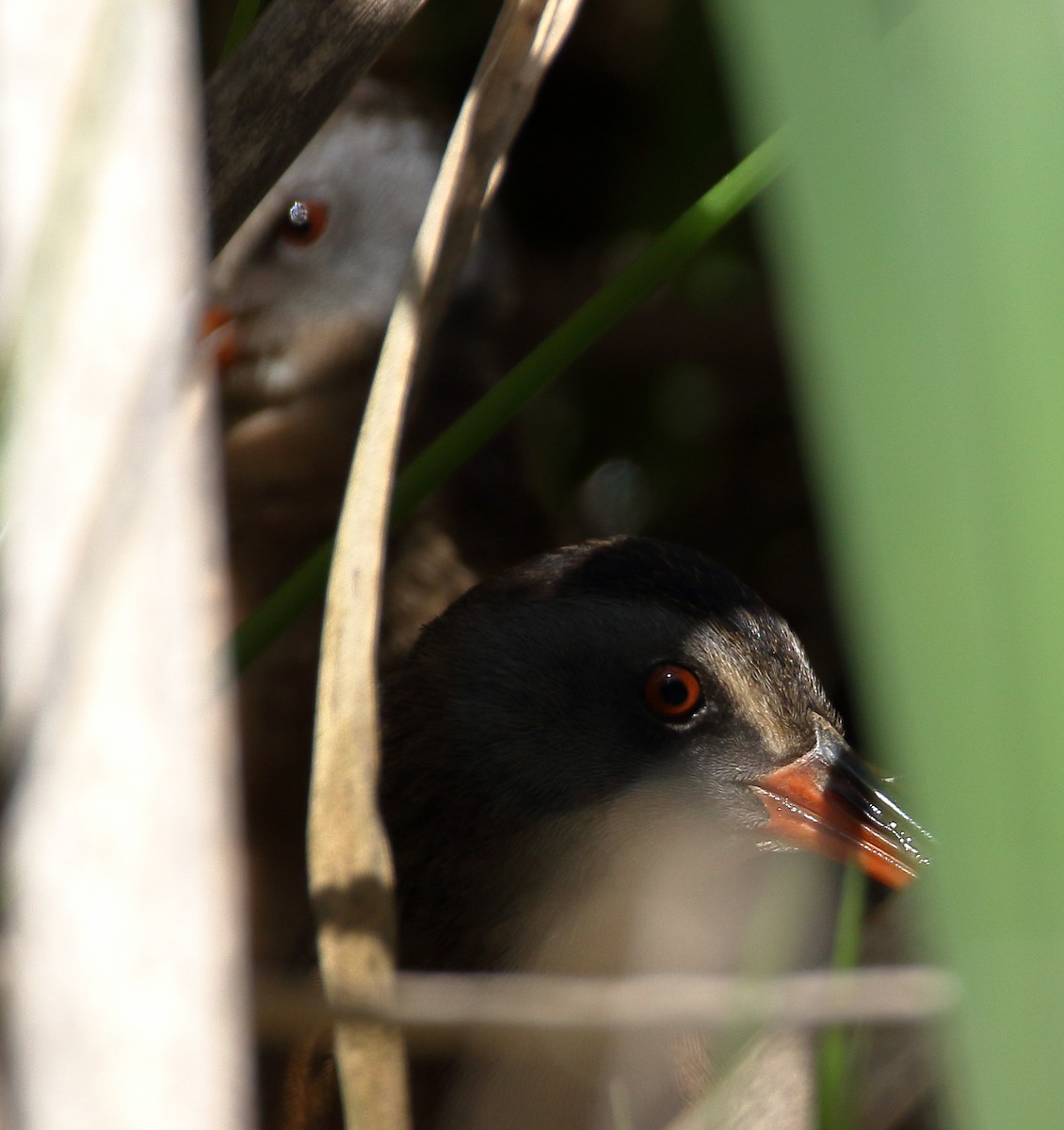 Virginia Rail - John Manger