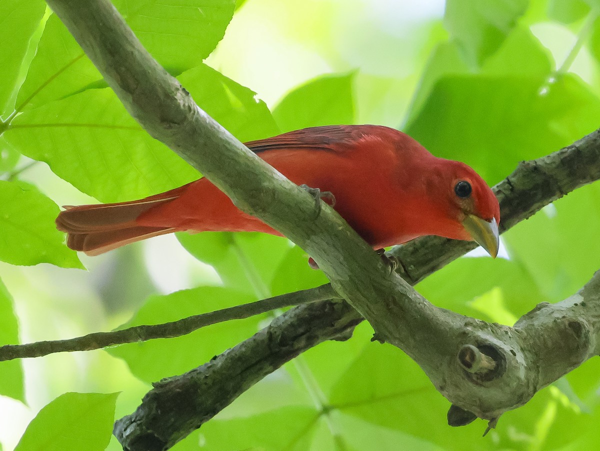 Summer Tanager - Deborah H