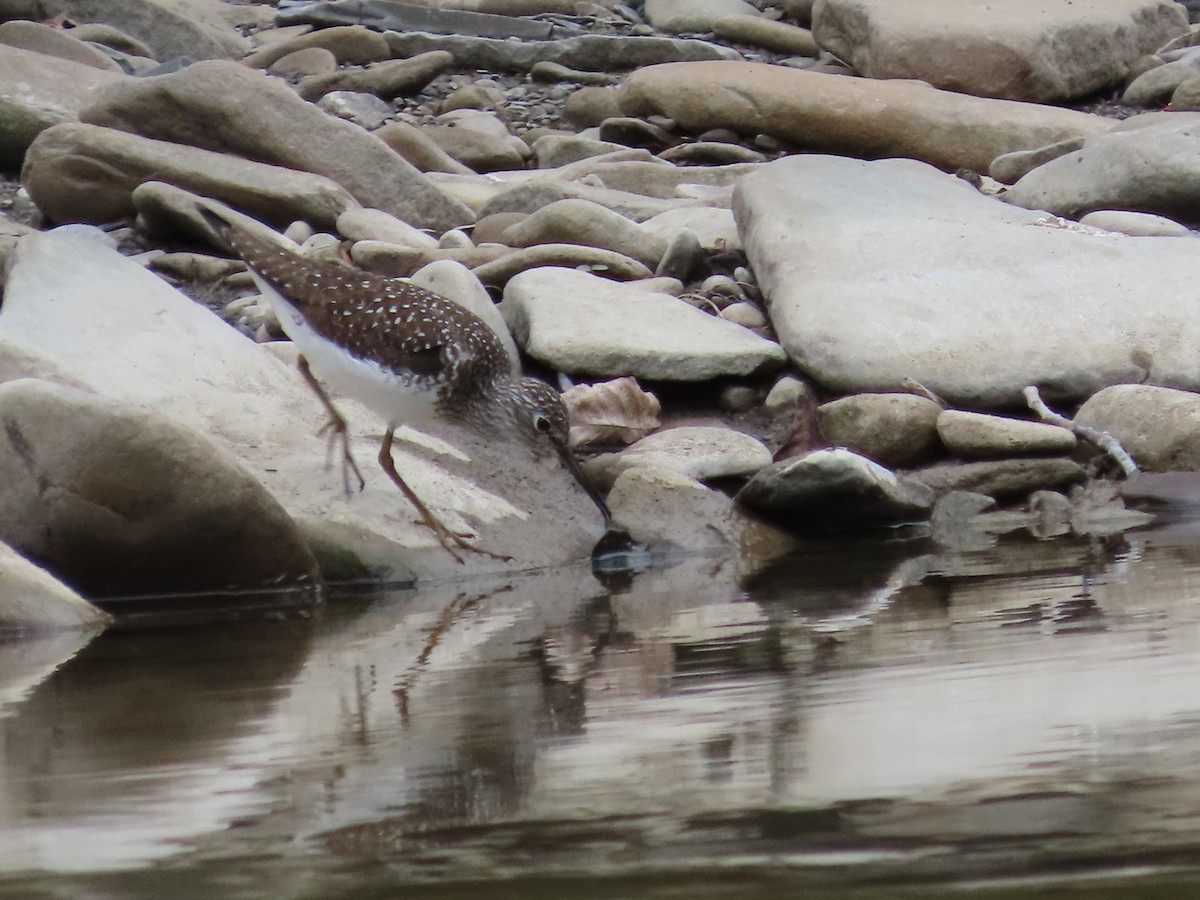 Solitary Sandpiper - Debra Ferguson