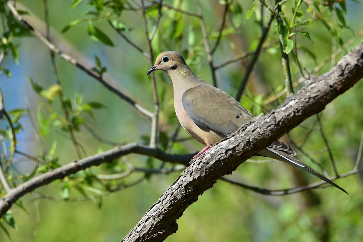 Mourning Dove - ML618216033