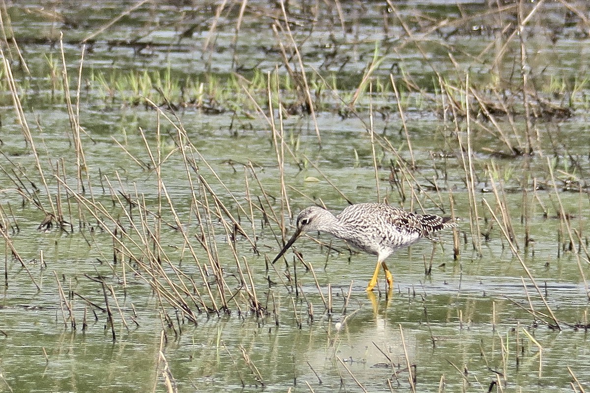 Greater Yellowlegs - ML618216038