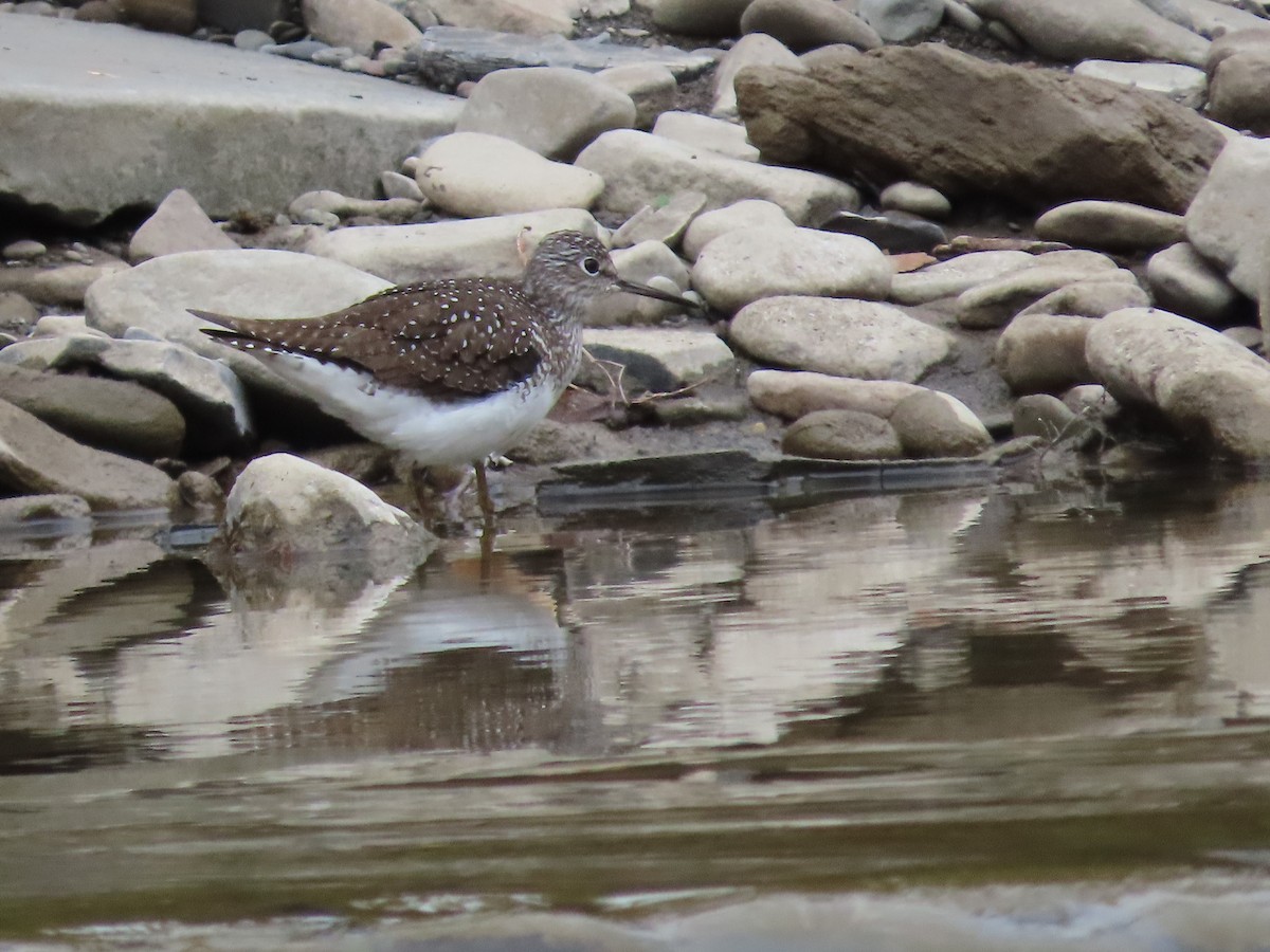 Solitary Sandpiper - ML618216048