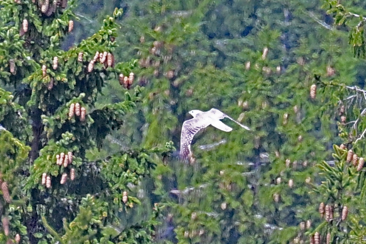 Peregrine Falcon - ML618216067