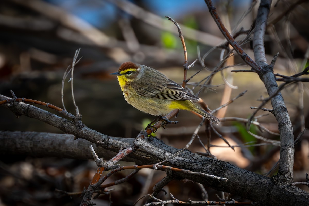 Palm Warbler - Myron Peterson