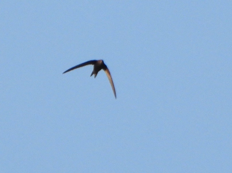 Common Swift - ML618216087