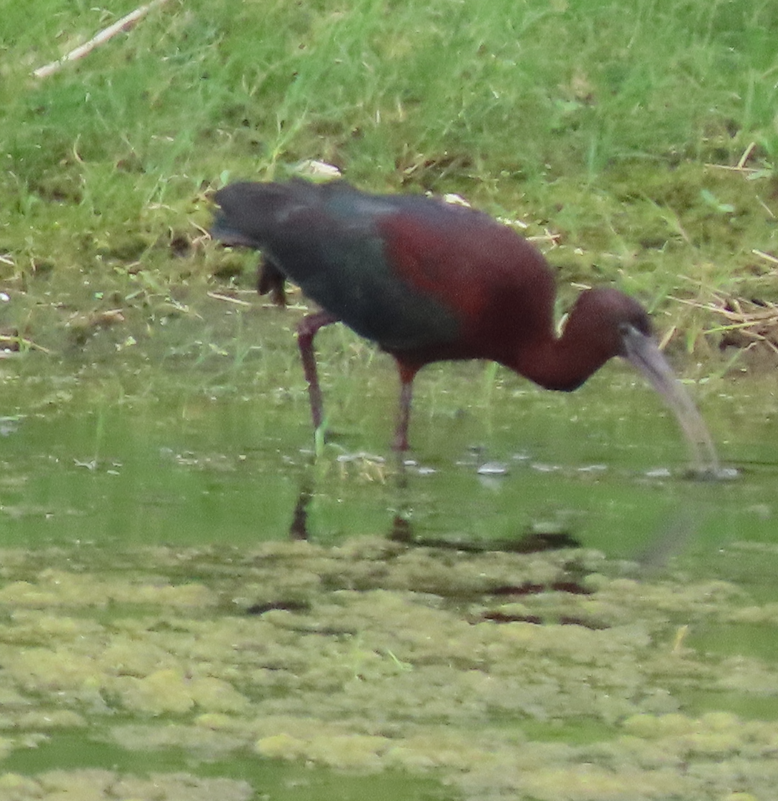 Green Heron - Maia Ginsburg