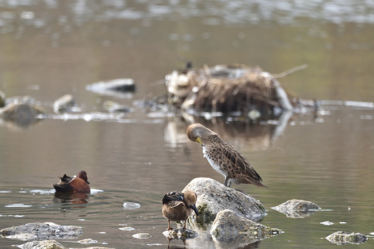 Cinnamon Teal - Medio Ambiente El Quisco