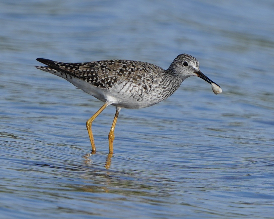 Greater Yellowlegs - ML618216095