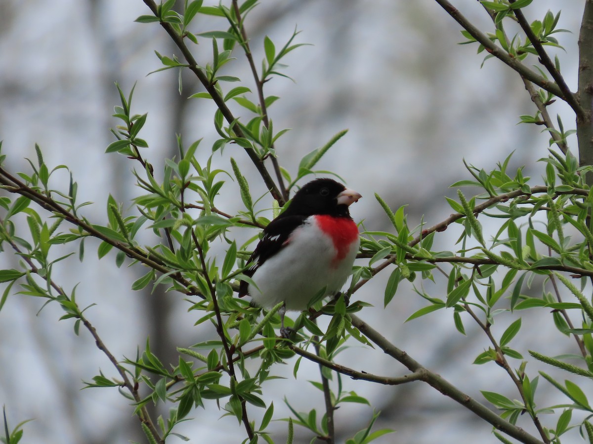 Cardinal à poitrine rose - ML618216101