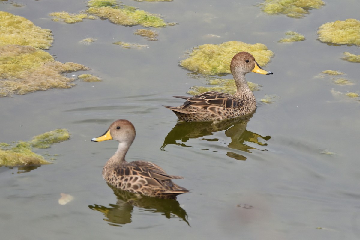 Yellow-billed Pintail - Medio Ambiente El Quisco