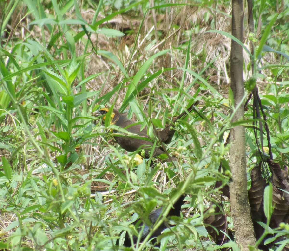 Yellow-headed Blackbird - ML618216111