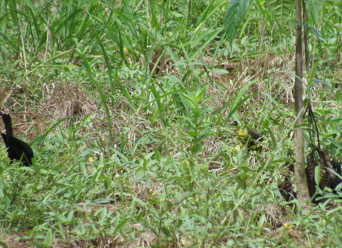 Yellow-headed Blackbird - ML618216112