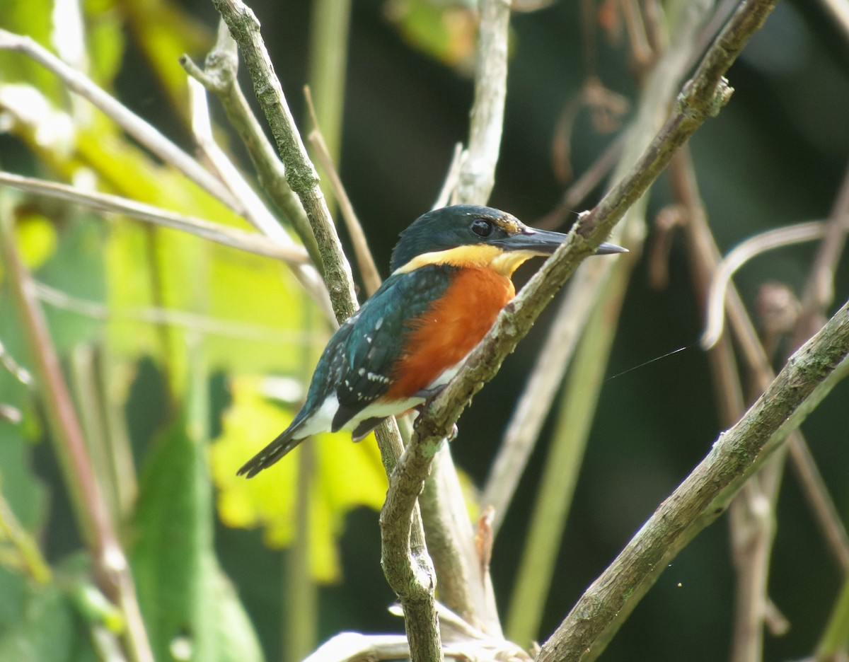 American Pygmy Kingfisher - Jeisson Figueroa Sandi