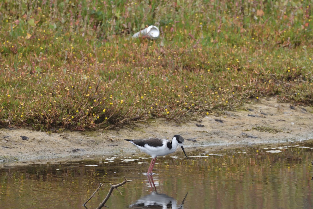 Black-necked Stilt - Medio Ambiente El Quisco