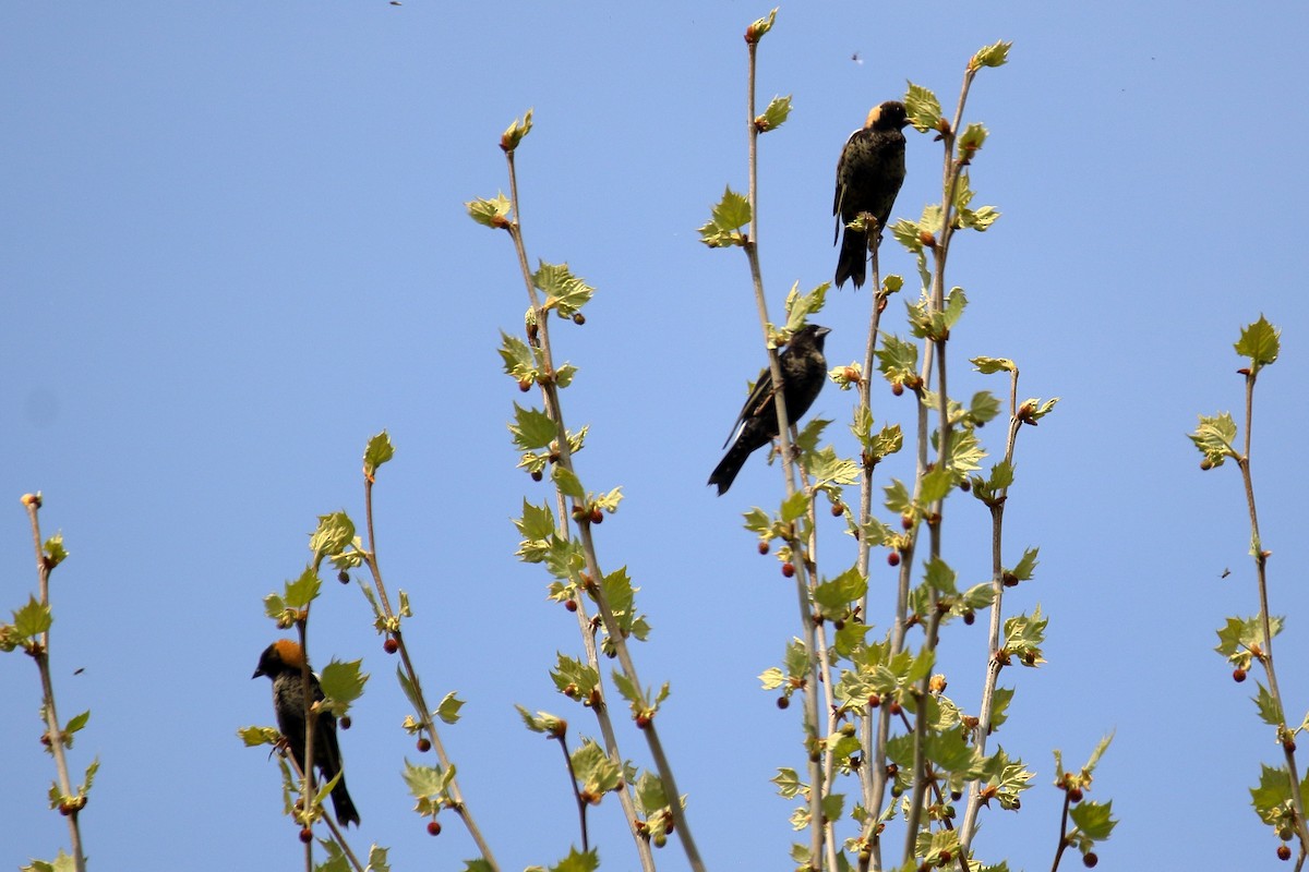 Bobolink - John Manger