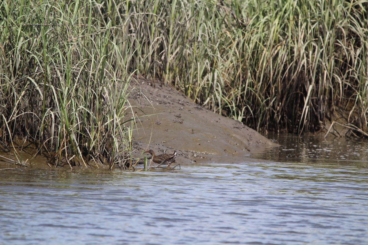 Clapper Rail - M Alexander