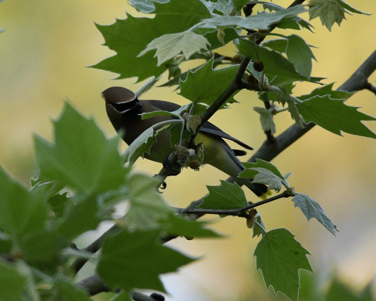 Cedar Waxwing - Lynn Kohler