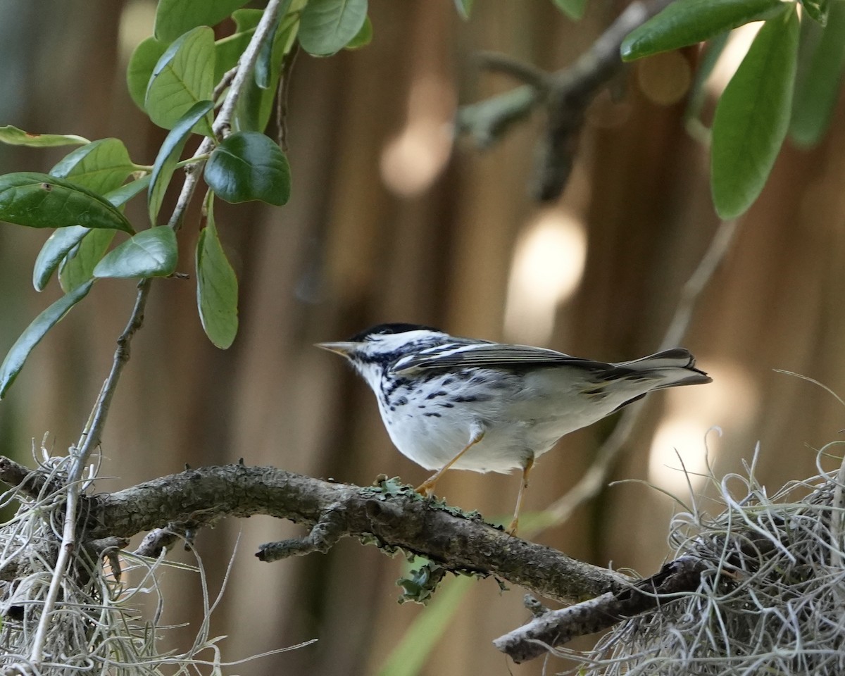 Blackpoll Warbler - Gloria Markiewicz