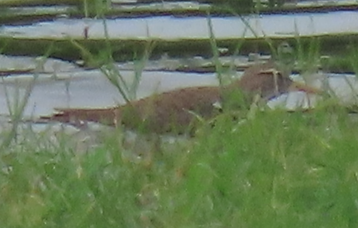 Spotted Sandpiper - Maia Ginsburg