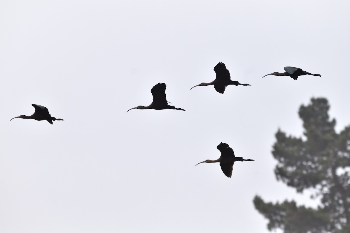 White-faced Ibis - Medio Ambiente El Quisco