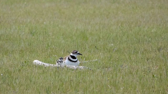 Killdeer - ML618216157