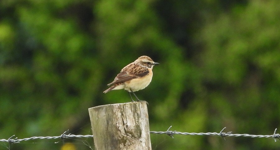 Whinchat - Paul Bowerman