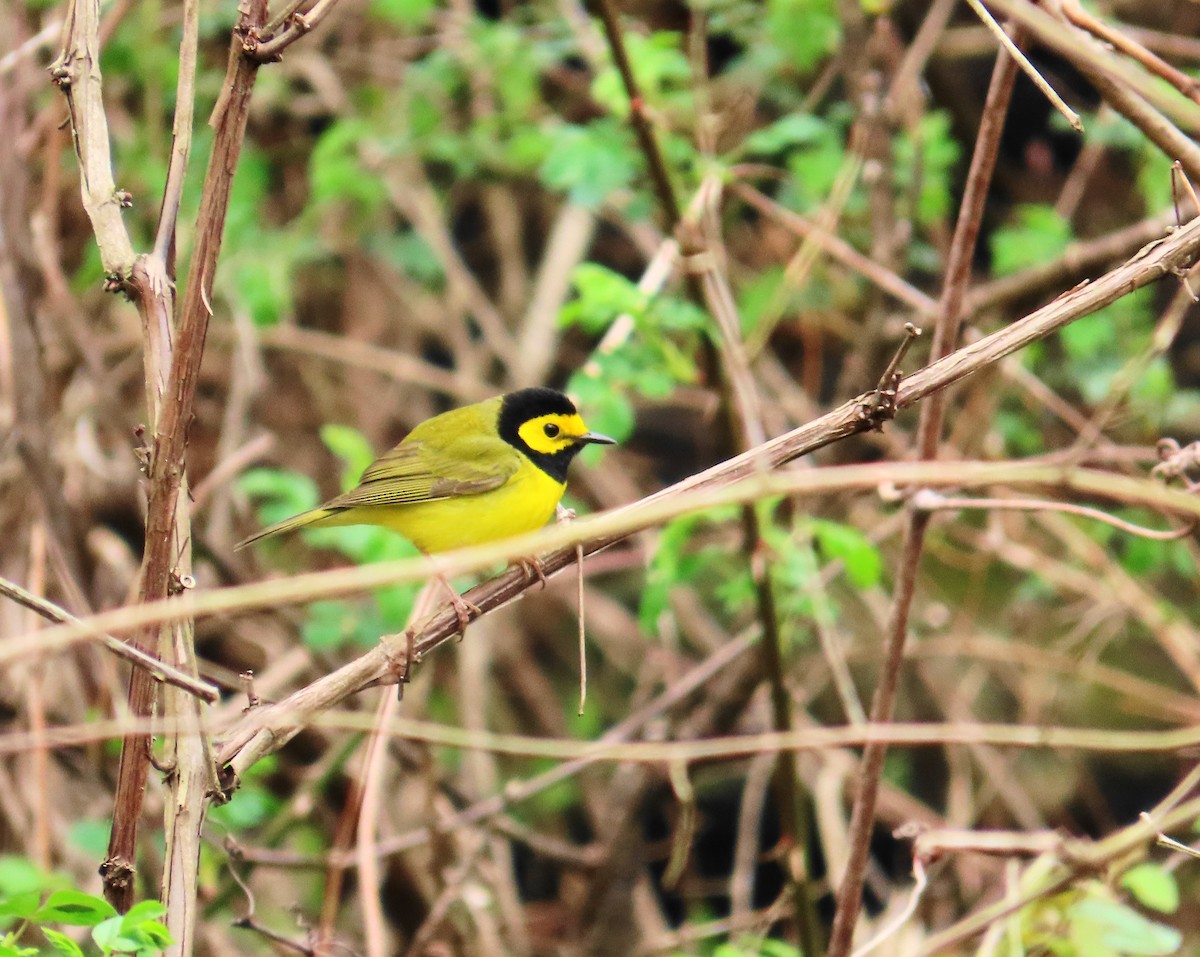 Hooded Warbler - Ernie LeBlanc