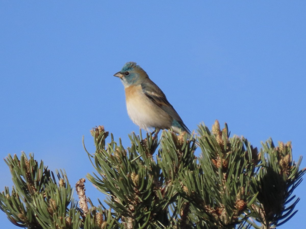 Lazuli Bunting - Nate Bond