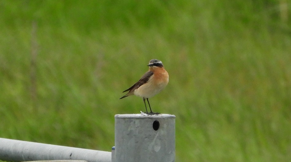 Northern Wheatear - ML618216181