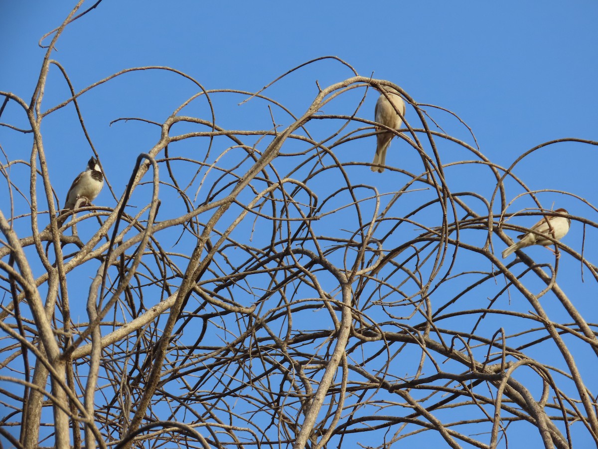 House Sparrow - Gargi Dalawat