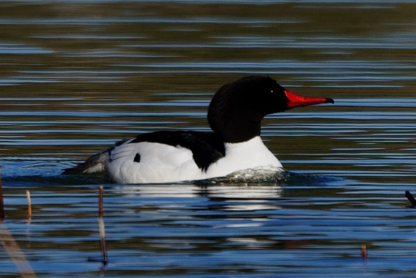 Common Merganser - Bryan Roset