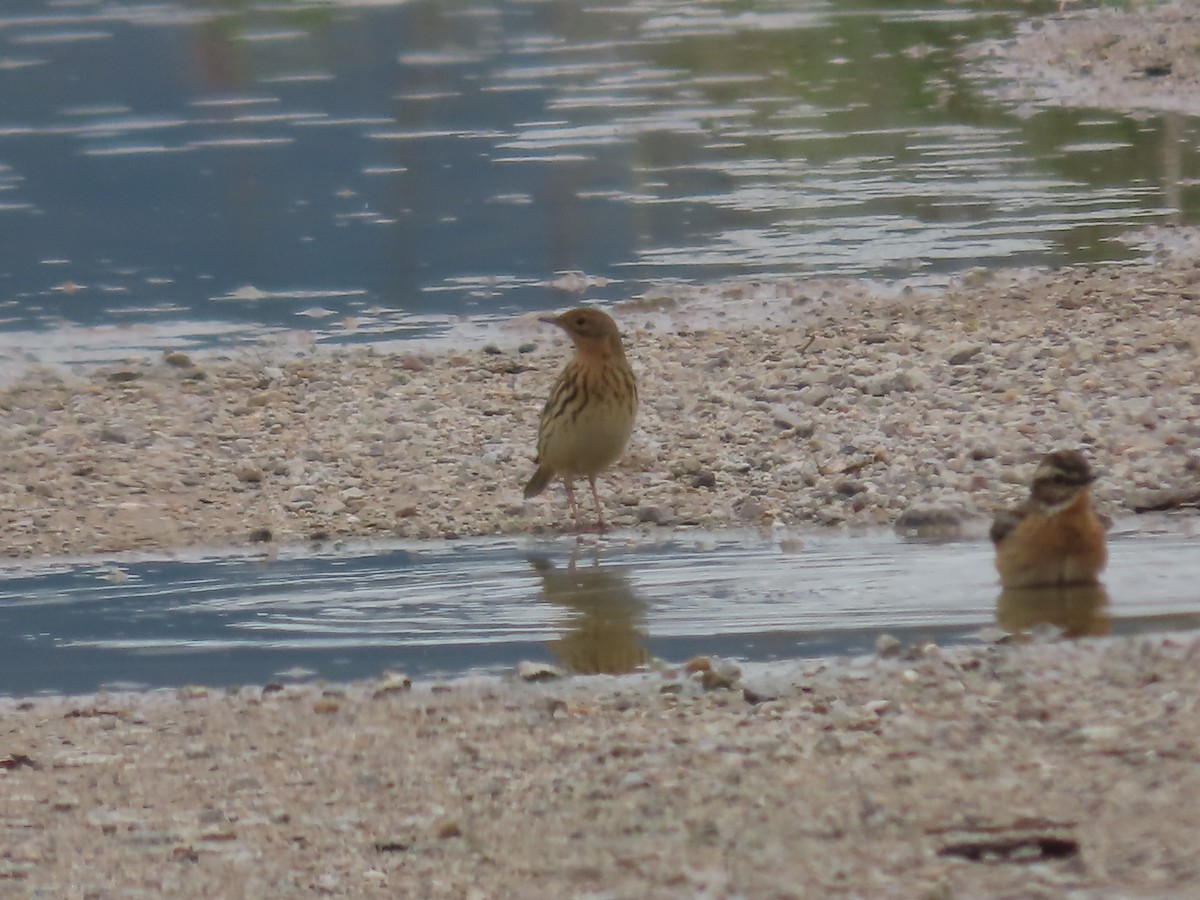 Red-throated Pipit - ML618216218